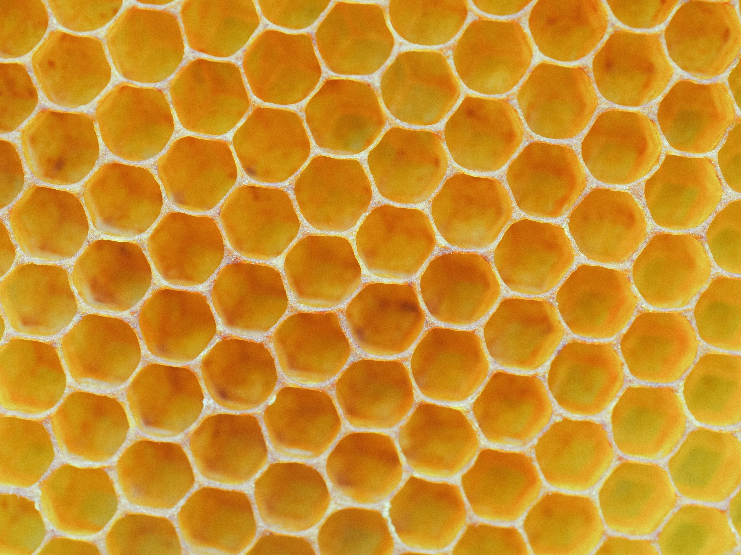should you wax or oil wood? close up image of honeycomb